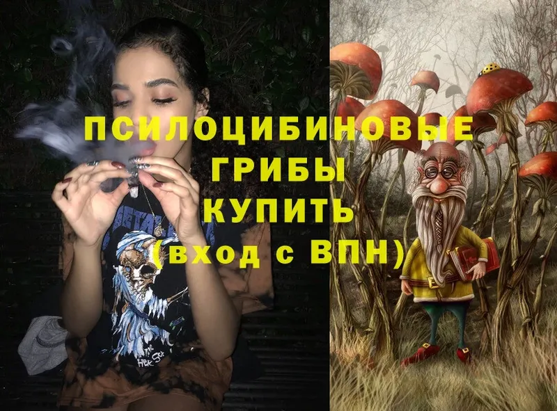 где купить наркоту  Кашин  Псилоцибиновые грибы Psilocybe 